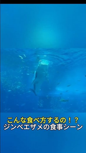 ジンベエザメの食事シーンが迫力満点すぎた！