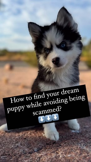 Platinum Pomskies on Instagram: "How to find a breeder and avoid falling victim to a scam? The pet industry is one of the top industries scammers target. It’s essential to research and carefully screen your breeder before sending any funds. Here are some ways to check if a breeder is legitimate: 1. Most important tip is to FaceTime the potential breeder: 99% of the time a scammer does not have any actual puppies, they will take a breeders videos and do a voice over on the video to make it appear