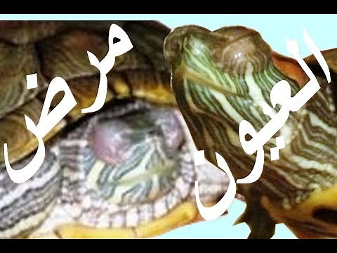 امراض العيون و علاجها للسلاحف