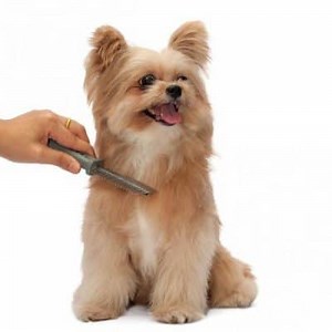 Hair Loss in Dogs: Causes, Treatment and more ▷➡️ Postposmo