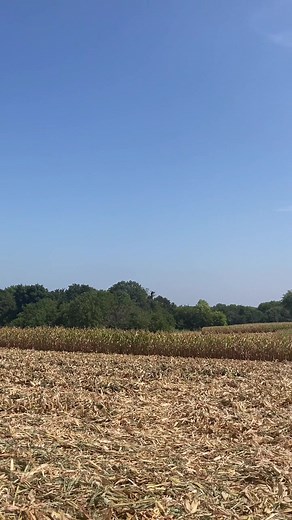 First harvest season for the Busch Light combine! 🌽🍺 #naegerfarms #buschlight #combine