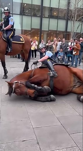 Horse drops completely flat with cop still seated #incredible #training #fyp