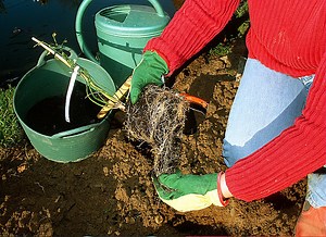 Planter du jasmin : Guide complet pour une floraison réussie