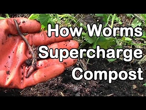 How Worms Supercharge Compost for Healthier Plants and Greater Yields
