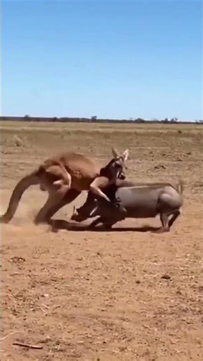Kangaroo and Warthog Clash in Nonstop Rapid Fire Fight