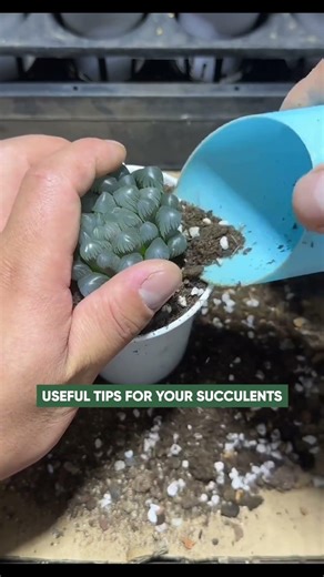 How to Repot Succulents (Step-by-Step for Beginners) 🌵
