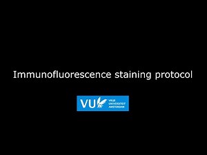 Immunofluorescence staining protocol