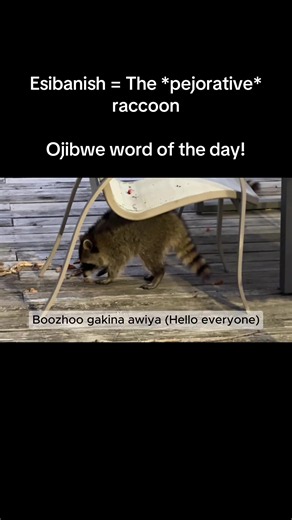 Esibanish = The pejorative raccoon — Ojibwe word of the day