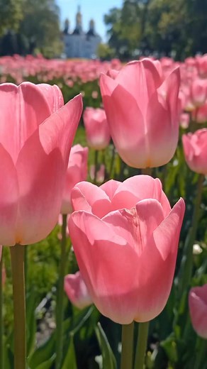 100K views · 11K reactions | Tulips 勺✨ #tulips #tulip #tulipfields #whitetulips #flowers #flowerstagram #flowerphotography #flowerreels #cozyvibes #beautifulscenery #flowerpower #calmness | Flowers You | Facebook