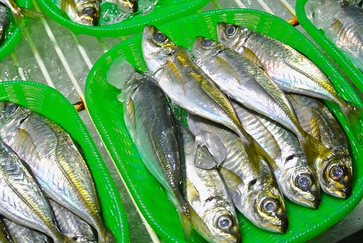 【バチコンアジング完全攻略】仕掛け・タックル・誘い方を徹底解説！