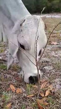 Satsifying ASMR: Cow Munching On Grass