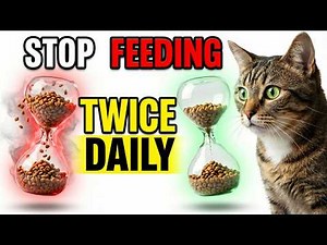 Your Cat's Hunger Pattern Doesn't Match Your Feeding Schedule