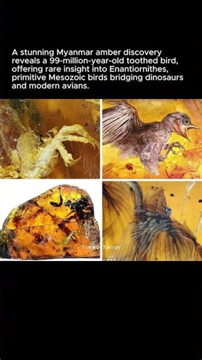 99-Million-Year-Old Bird Trapped in Amber 🦜 | Enantiornithes Discovery #shorts #prehistoric #amber