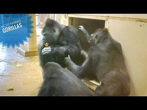 Gorillas Yelling Loud! | The Shabani’s Group