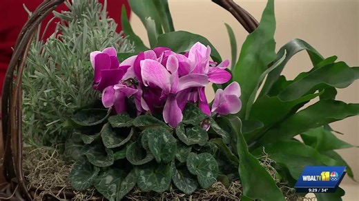 Valley View Farms: Houseplant varieties that make great gifts for any host