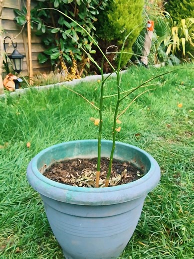 East Coast Tropical Garden on TikTok