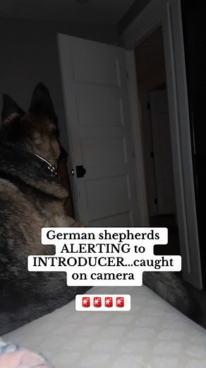 German Shepherds Alert to Intruder Caught on Camera
