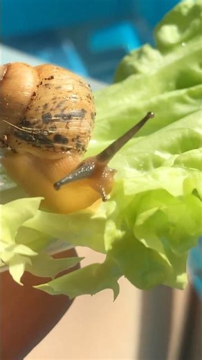 3월 안녕.👋 놀란 나비