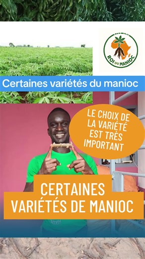 Variétés de manioc pour un avenir durable