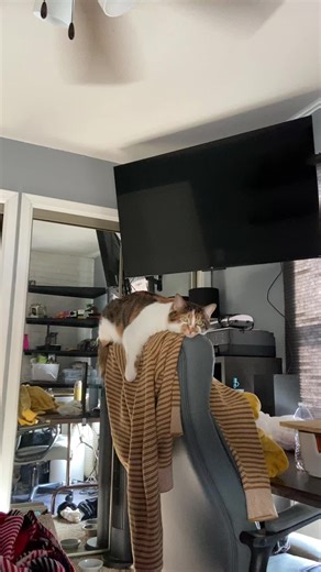 A Day in the Life of My Feline Family