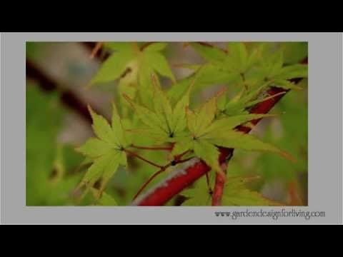 Coral Bark Maple - A tree for all seasons