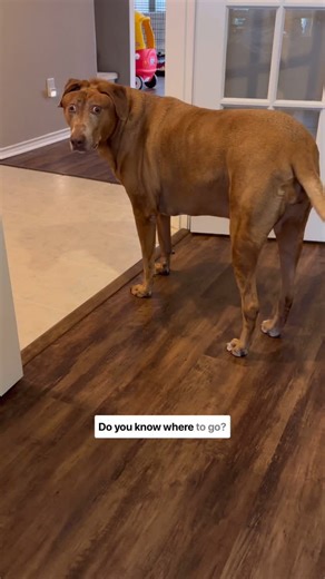 Belle the Dog on Instagram: "When Belle turns with her whole body! She’s adorable. #bellebows"