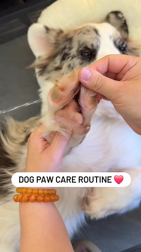 Ultimate Grooming Made Easy: Discover the 2 in 1 Trimmer & Grinder™.The product you need have at link: https://lolopetshop.com/products/2-in-1-trimmer-grinder | Dogs and Cats