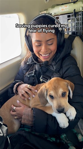 The Dodo on Instagram: "She faced her fear of flying to save over 50 animals from euthanasia 💪 Our producer Monica flew with @pilotstotherescue to give dozens of rescue animals a second chance — complete with a first-class view of the New York City skyline 🥹🗽 Support more lifesaving flights by following @pilotstotherescue 💕 And follow @themobtrio for more amazing rescue stories!"