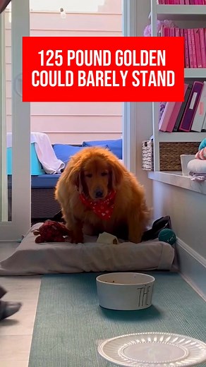 Obesity in dogs is a serious health issue that can silently shorten their lifespan and drastically reduce their quality of life. Excess weight puts strain on their heart, joints, and lungs, leading to conditions like arthritis, diabetes, heart disease, and even certain cancers. Overweight dogs are also at higher risk during surgeries and may suffer from heat intolerance and respiratory problems. It’s not just about looks—carrying extra weight can literally kill a dog over time. #DogObesity #Heal