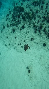 18K views · 1.1K reactions | Baby turtle 冀 Baby turtles, also...