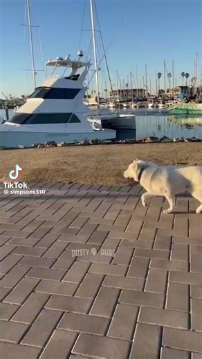His name is cotton and he is trottin!#fyp #foryourpage #dogs #cute#funny
