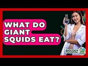 What Do Giant Squids Eat? - Biology For Everyone