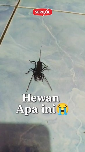 Mengenal Ketonggeng: Serangga Bermanfaat di Rumah