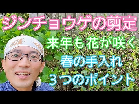 【ジンチョウゲ(沈丁花)の剪定】花後の春に手入れをして来年も花を楽しもう🌱💐