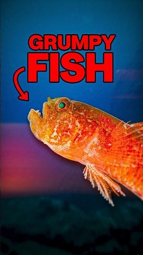 Why is this fish so ANGRY?