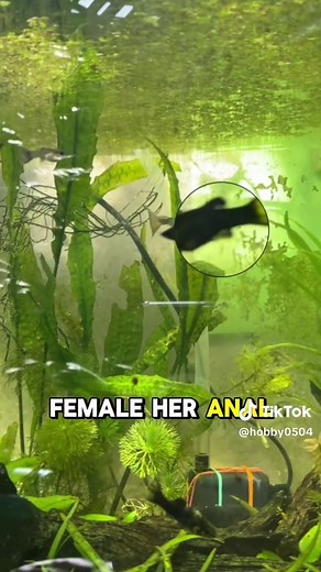 Male vs Female Mollies: Key Differences Explained