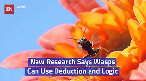 Wasps Are Smart Insects