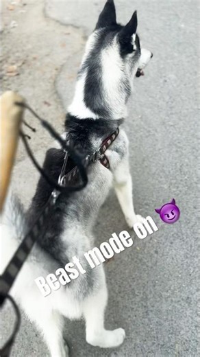 “Beast is ready to attack😈”#viralreels #husky #siberianhusky #trendingshorts #dog #viral #shorts