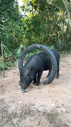 Effective Techniques for Wild Boar Trapping