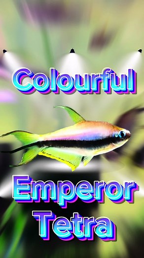 Emperor Tetra: Vibrant Freshwater Aquarium Fish Care Guide