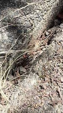 Finding little black ants before they get in the house