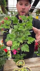 We love geraniums, and we grow them in our own greenhouses so they are fresh for you to take home and plant in the garden. 🌿 Did you know there are different kinds with different coloured leaves? Check out all the fancy geraniums in this video with Bryan 😍 | West Coast Gardens
