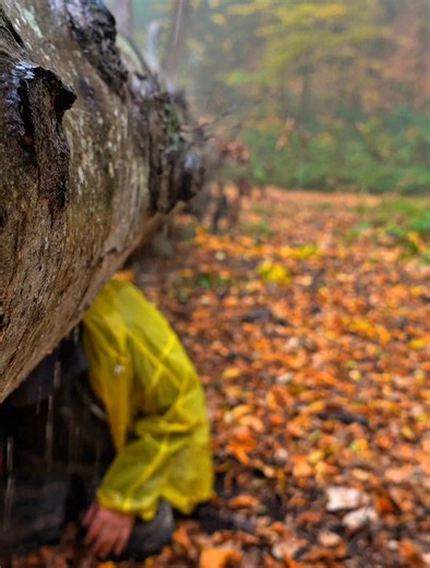 I was caught in a heavy rainstorm⛈️ I built a shelter at the root of a fallen tree #wildlife #adventure #camping #diy #nature #asmr #bushcraft #survival #fblifestyle #rain | HK Outdoors