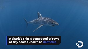 A strong engine and great tire tread are second only to years of evolution. See how scientists are making advancements in transportation thanks to sharks. www.sharkweek.com | Shark Week