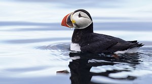 5 Feathery Facts About Puffins