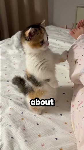 Why Male CALICO Cats Are So Rare 🐱 #cats #funfacts #catshorts