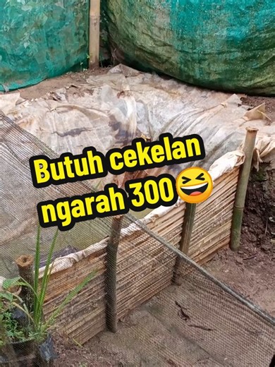 Butuh cekelan ngarah 300 maning😂 #vidio #vidioviral #vidiolucu #vidioviraltiktok #kodok #hewanlucu #katakata #katabijak #katakatamotivasi #sad #sadstory #sadvibes #sadsong #wa #wallpaper #water #story #storywa #storywhatsapp #fyppppppppppppppppppppppp #fypp #fypage #fyp #fypシ