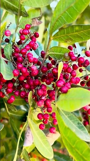 The Power of the Brazilian Pepper Tree: Healing and Health! #shorts