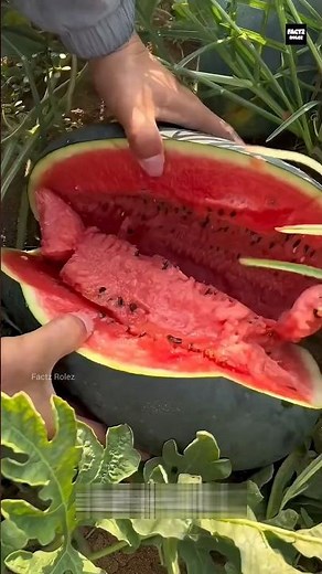 Don’t Waste the Rind🍉