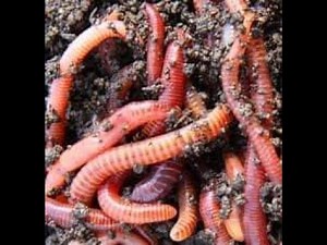 How to Start Vermiculture and Vermicomposting in your Farm?